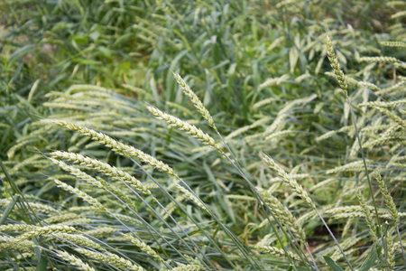 Bread wheat (Triticum aestivum)の写真素材
