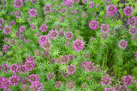 Pink Crosswort (Phuopsis stylosa)の写真素材