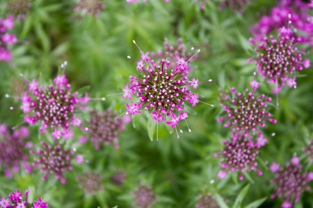 Pink Crosswort (Phuopsis stylosa)の写真素材
