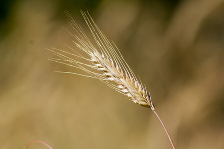 Rye (Secale cereale), golden color, close-upの写真素材