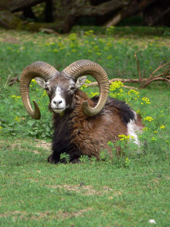 Portrait of a lying mouflon (Ovis gmelini) in the parkの写真素材