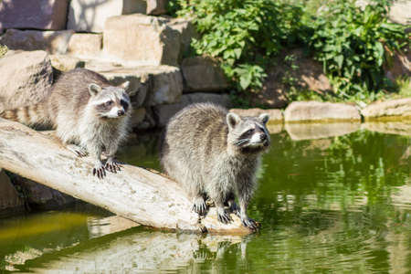 The raccoon is an omnivore, originally also from North America and is now also a small nuisance in central Germany.の写真素材