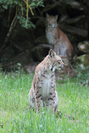 The Eurasian lynx, also called northern lynx