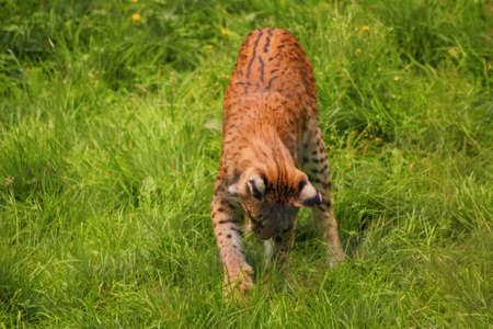 The Eurasian lynx, also called northern lynxの写真素材