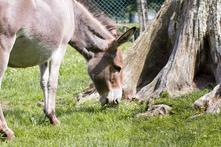 The domestic donkey (Equus asinus asinus) is a common domestic animal around the world.の写真素材