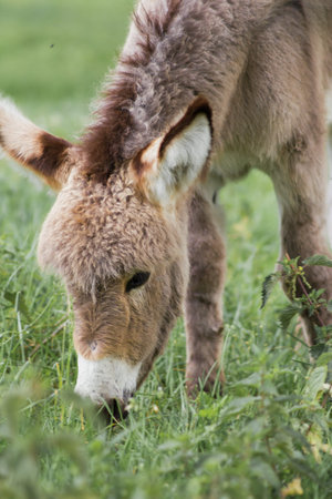 The domestic donkey (Equus asinus asinus) is a common domestic animal around the world.