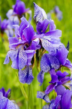 Colored flowered irises in the grass