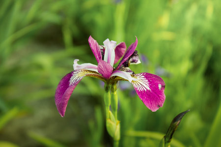 Colored flowered irises in the grass