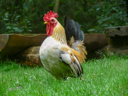 Bright rooster on green farm grassの写真素材
