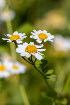 Pretty white flowers of Tanacetum parthenium, or feverfew, a traditional medicinal herb species of chrysanthemum is also a companion plant containing pyrethrin to repel pests in gardens.の写真素材