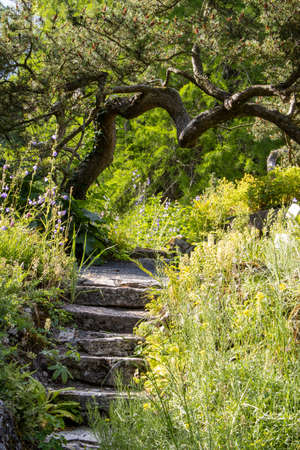 A mountain pine (Pinus mugo) grows askew across a path in a large gardenの写真素材
