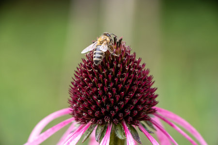 Purple coneflower (Echinacea purpurea), also called red pseudoconeflower[1], is a plant species from...