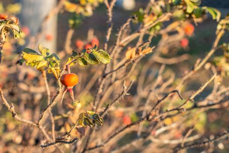 Russia, Kostroma, November 23, 2019: a bright orange rose hip on a shrub with a few of leaves left on a sunny autumn dayの写真素材