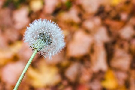 a full white dandelion seed head on a autumn backgroundの写真素材