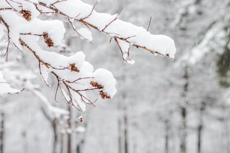 white fluffy mass of snow on shrub branches, snow falling on the background