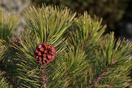 a single little brown cone growing on a pine tree at the beginning of spring, branches with long green needles highlighted with sunの写真素材