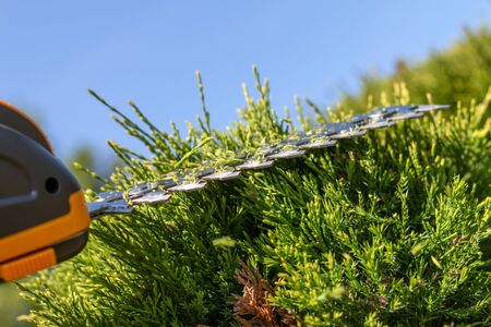 sharp blades of a compact cordless electric hedge trimmer, portable light tool cutting branches in garden, close-up trimming hedges and bushes, working during a sunny summer day under blue skyの写真素材