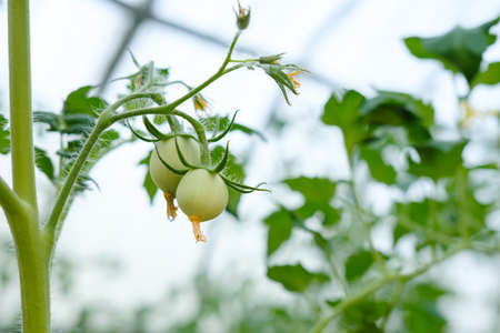 close-up of two young green tomatoes growing on a bush with yellow flowers on plant in a greenhouse. idea of harvest, planting your own vegetables, raw fruits on stems, country house agricultureの写真素材