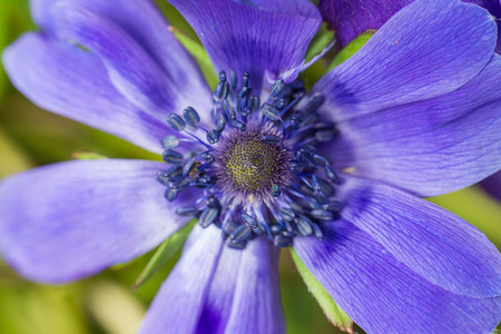 Close up of beautiful spring flower purple Anemone.の写真素材
