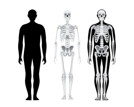 Human body anatomy, skeletal system, male person skull bones illustration. Isolated on whiteのイラスト素材