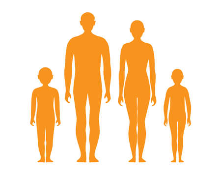 Silhouette of human body anatomy in standing position, adult male female and kids, isolated on whiteのイラスト素材