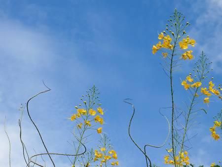 Yellow Flowers with Blue Skyの写真素材