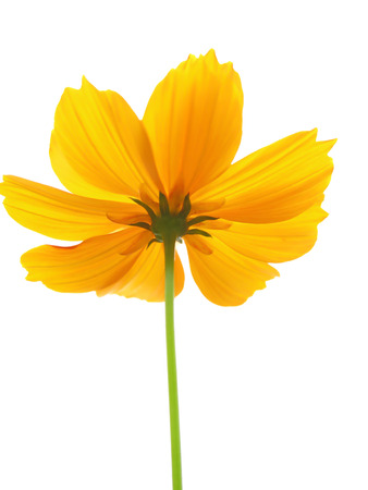 flower on white backgroundの写真素材