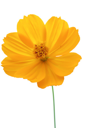 flower on white backgroundの写真素材