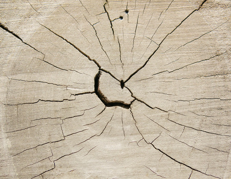 Cross Section of a Tree Trunkの写真素材