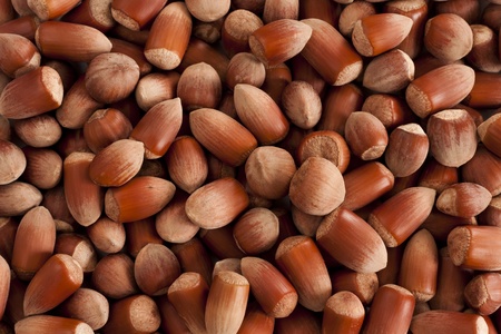 Close up shot of lots of hazelnuts background.の写真素材