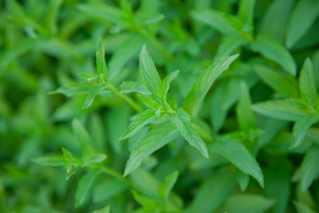 Close up shot of green mints in a garden. Shallow focus.の写真素材