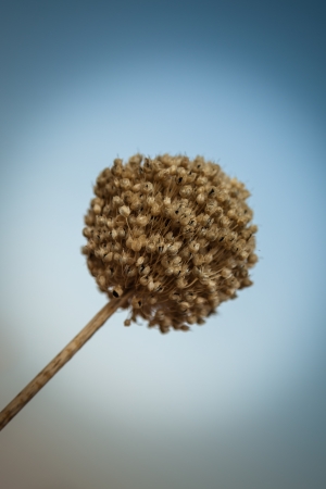 Dry onion flower against blue sky. Shallow depth of field.の写真素材