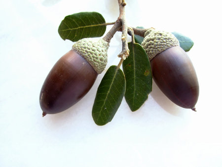 Mature oak acorn and white deepの写真素材