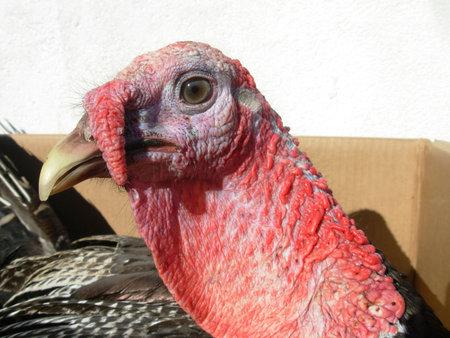 Turkey head in sharp focus on a white background