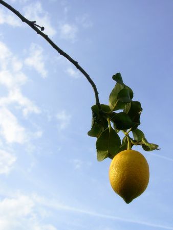 A lemon alone with the sky in deepの写真素材