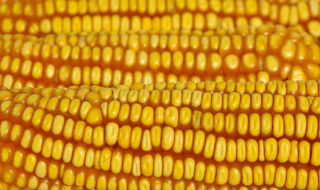 Close up texture of yellow corn