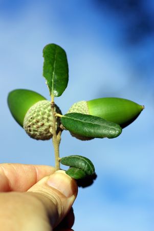 A safe branch of acorns between the fingers.の写真素材