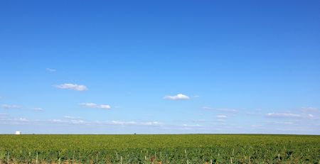 Autumn  vines in the vineyards at Portugal.の写真素材