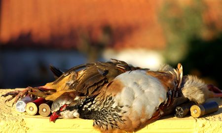 Two abated partridges during one hunted.の写真素材