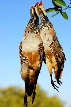 Two abated partridges during one hunted.の写真素材
