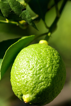 Green lemon in the lemon tree.