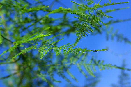 Green leaves .