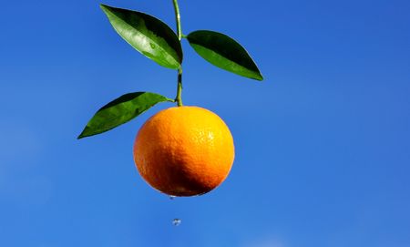 Freshly picked orange with leafs.の写真素材