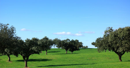 Trees in Alentejo region, Portugal.の写真素材