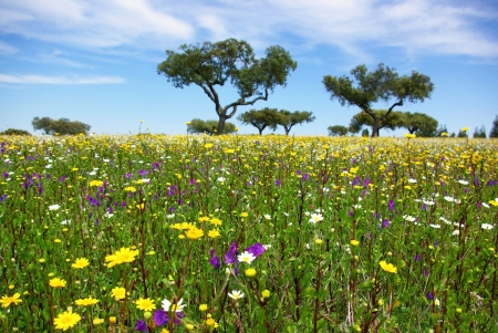 Colored Field of alentejo region, Portugal.の写真素材
