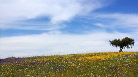 Colored Field of alentejo region, Portugal.の写真素材