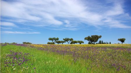 Colored Field of alentejo region, Portugal.の写真素材