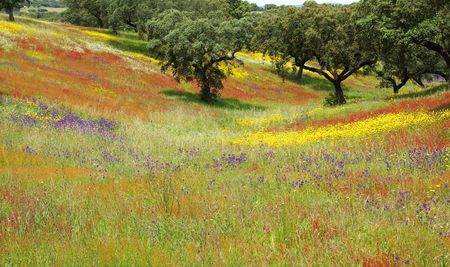 Alentejo colored field in the Spring.の写真素材