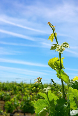 Branch of grapevine  in the Spring.