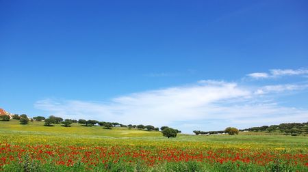 Poppies  in colored field,  alentejo region, Portugal.の写真素材